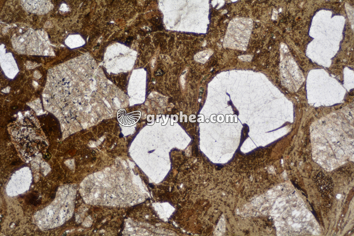 Rhyolite LPNA x6,3 - gryphea.com